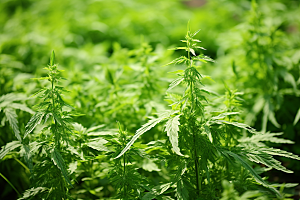 艾草高清糯米团摄影图