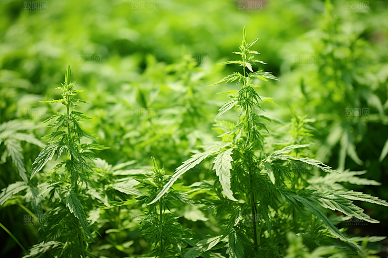 艾草高清糯米团摄影图