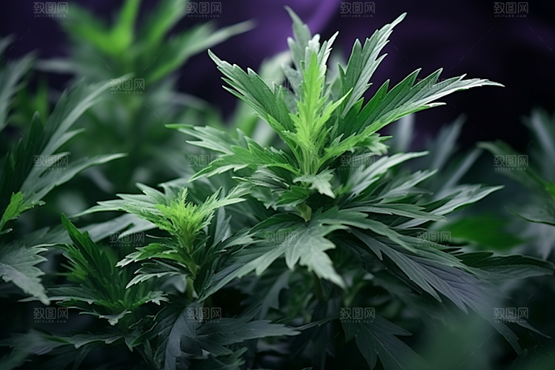 艾草糯叽叽美食摄影图