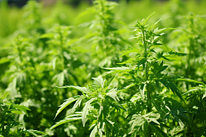 艾草清明传统文化摄影图