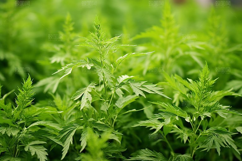 艾草清明传统文化摄影图