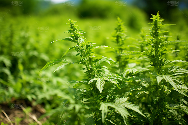 艾草艾叶传统文化摄影图