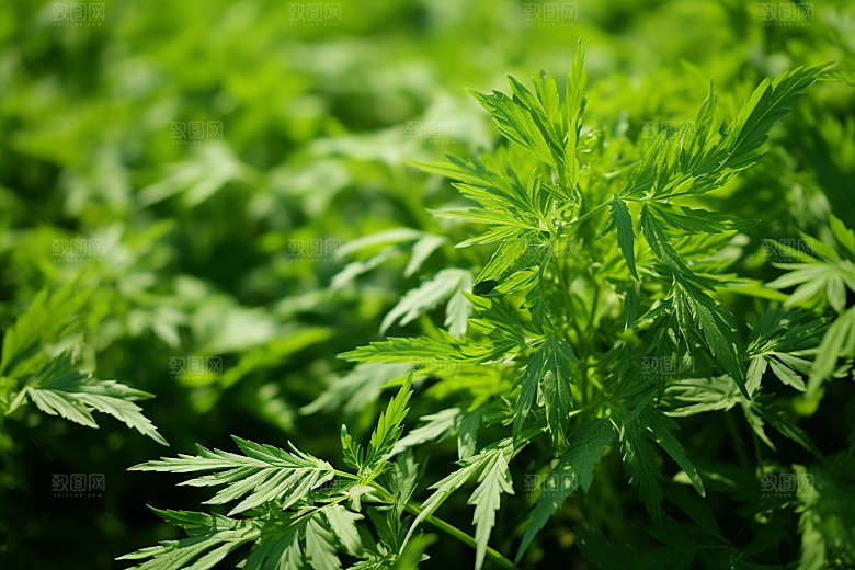 艾草糯米团高清摄影图