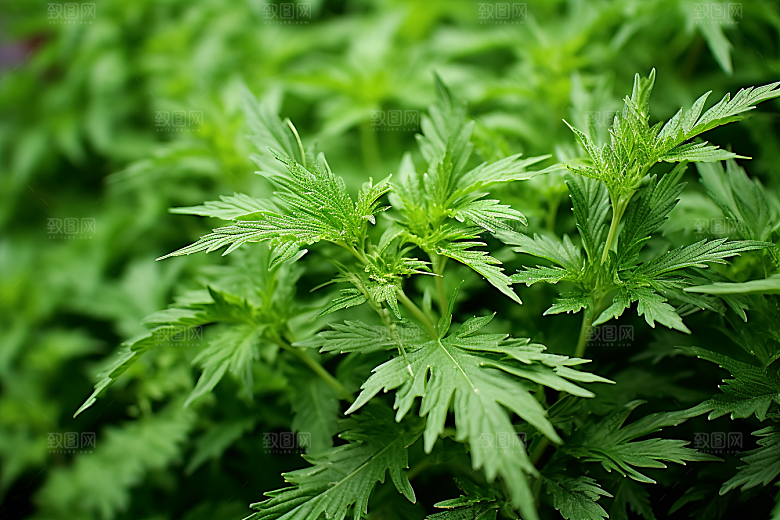 艾草中式糕点艾叶摄影图