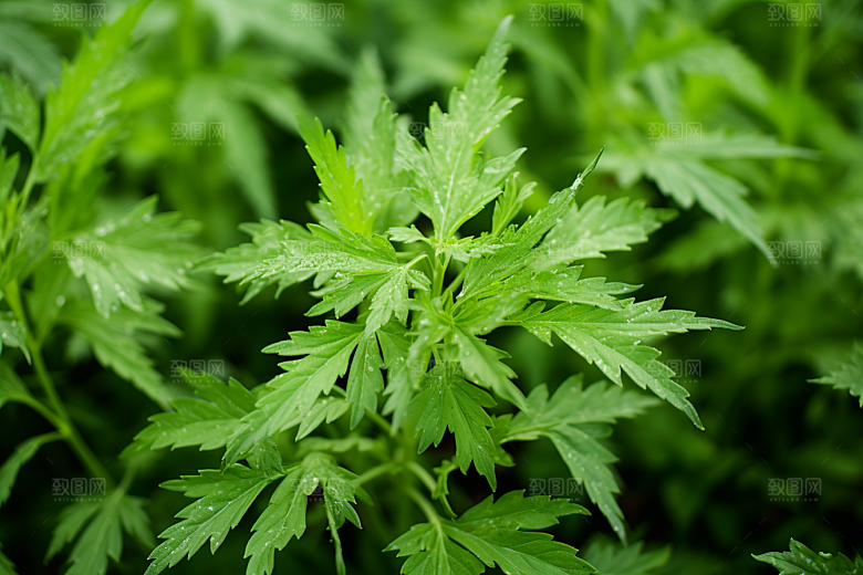 艾草中式糕点美食摄影图