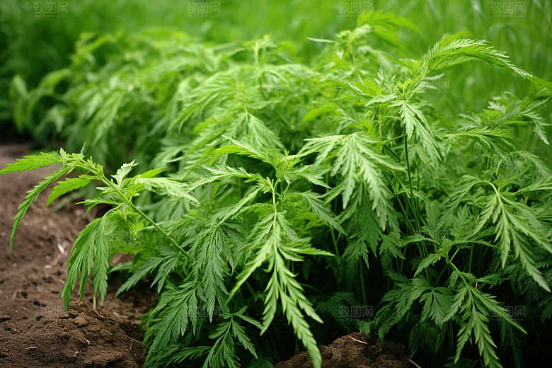 艾草艾叶传统文化摄影图