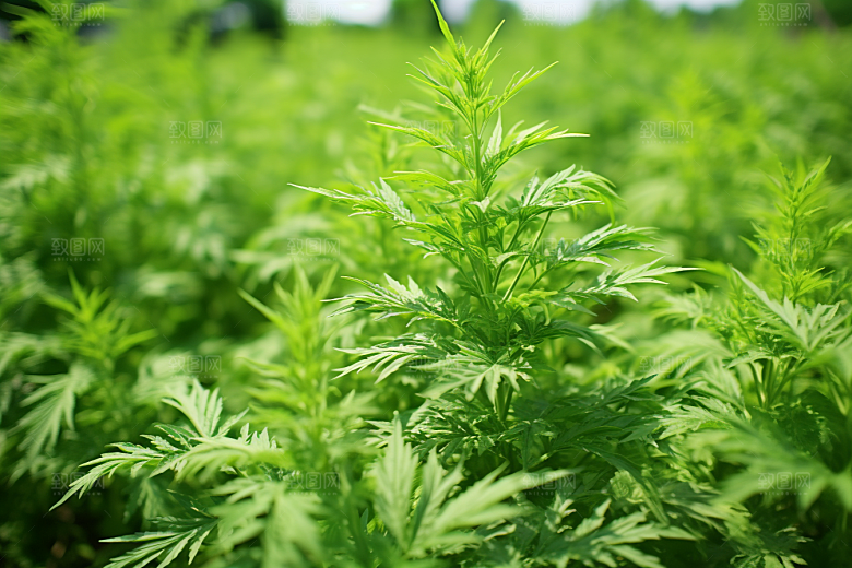 艾草高清糯米团摄影图