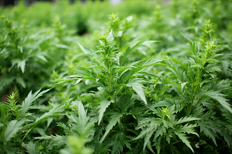 艾草糯叽叽清明摄影图