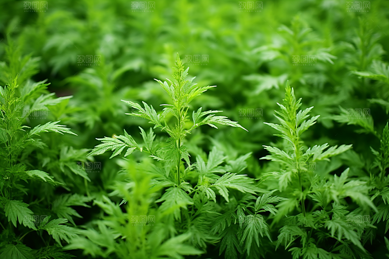 艾草中式糕点蒿草摄影图