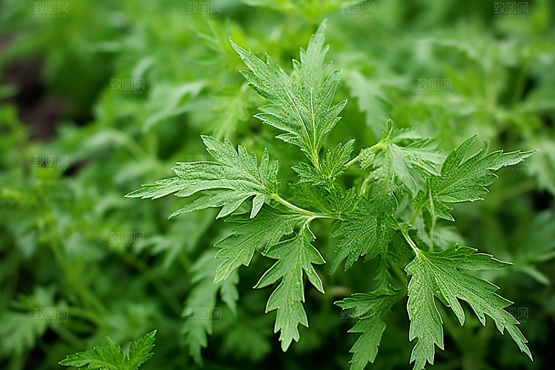 艾草高清美食摄影图