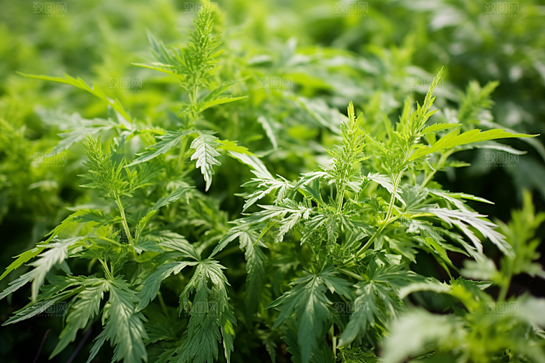艾草清明蒿草摄影图