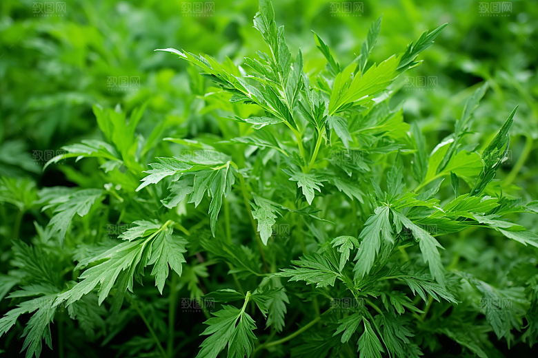 艾草糯米团青团摄影图