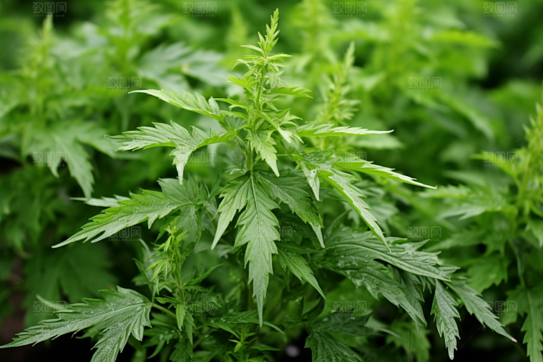 艾草传统文化中式糕点摄影图