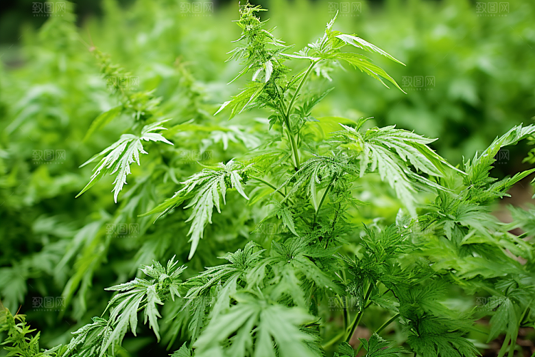 艾草糯叽叽清明摄影图