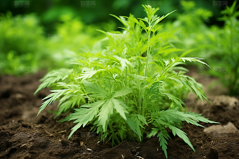 艾草清明青团摄影图