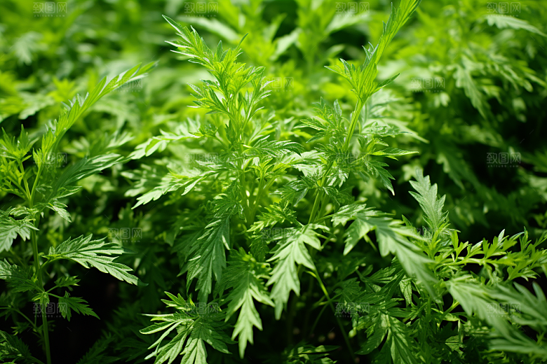 艾草美食艾叶摄影图