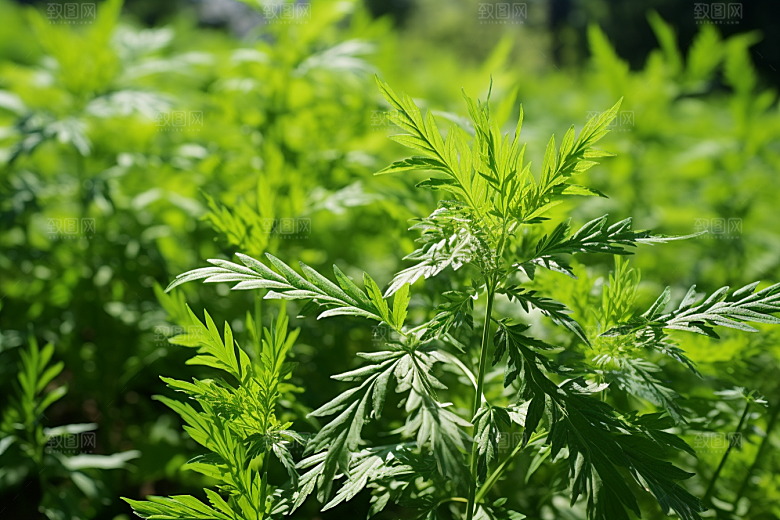 艾草艾叶传统文化摄影图