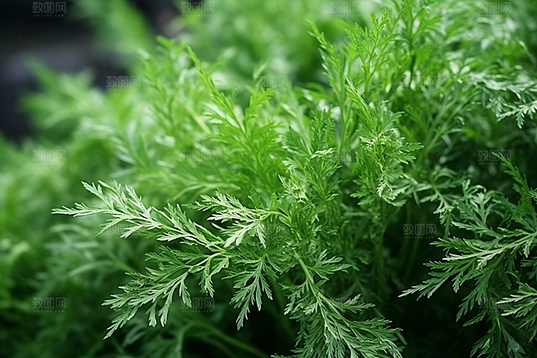 艾草艾叶高清摄影图
