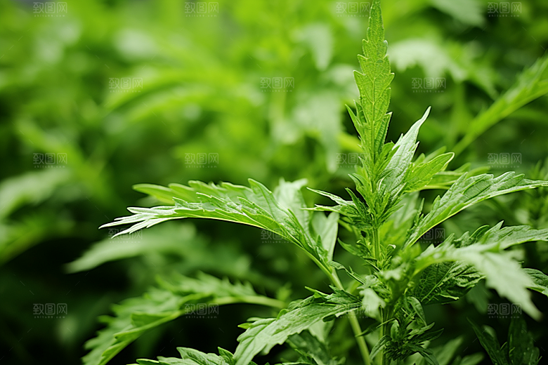 艾草高清青团摄影图