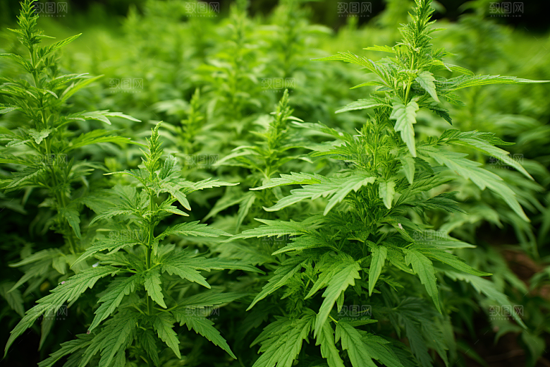 艾草中式糕点清明摄影图