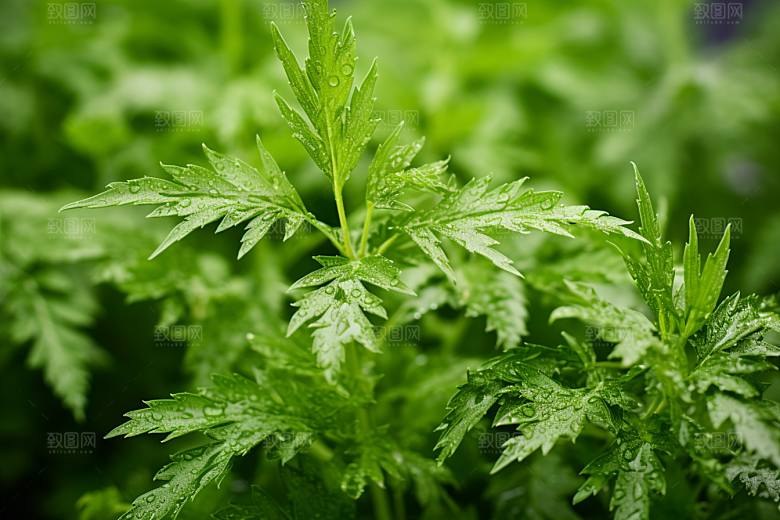 艾草蒿草糯米团摄影图