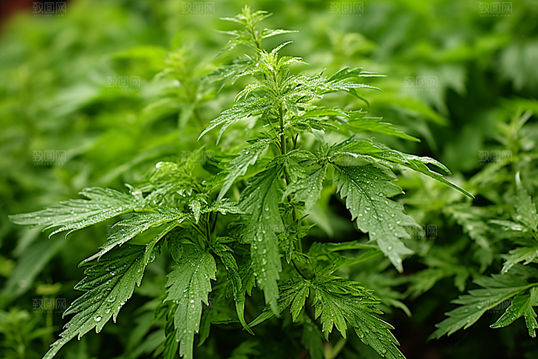 艾草蒿草糯米团摄影图