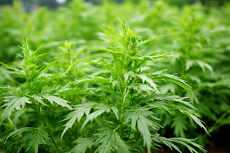 艾草美食糯叽叽摄影图