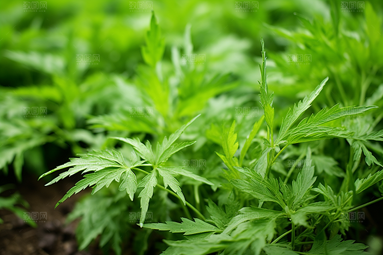 艾草中式糕点蒿草摄影图