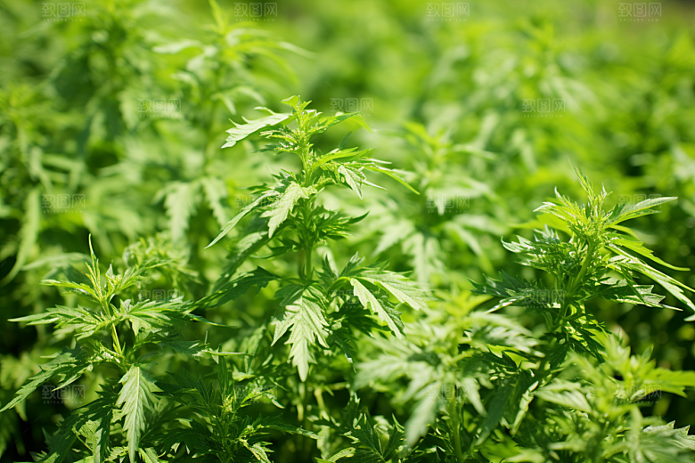 艾草清明青团摄影图