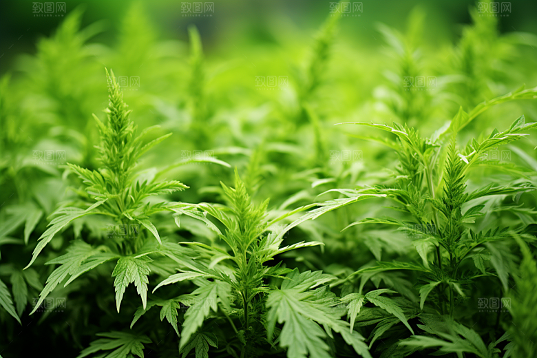 艾草美食艾叶摄影图