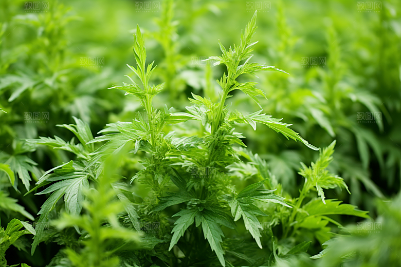 艾草糯叽叽青团摄影图