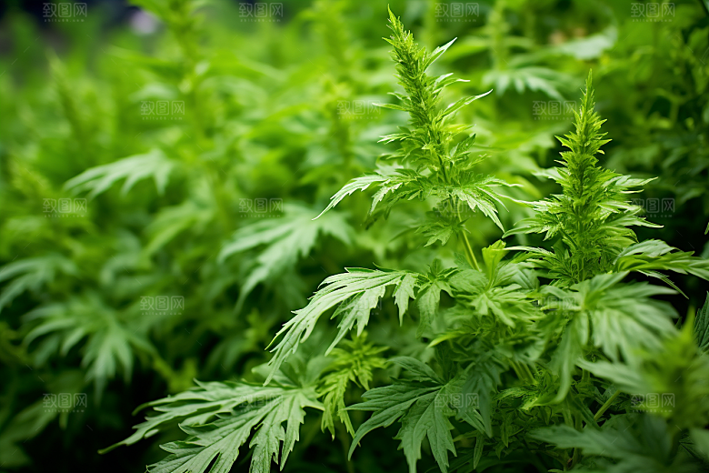 艾草高清糯米团摄影图