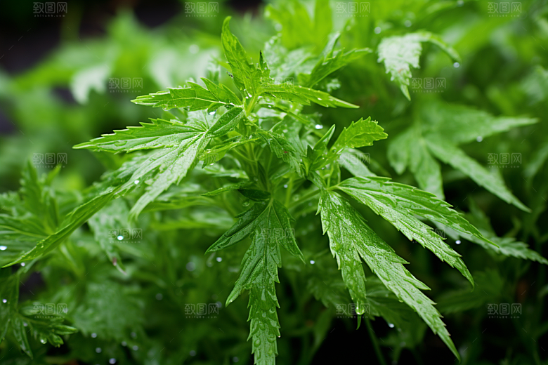 艾草蒿草高清摄影图