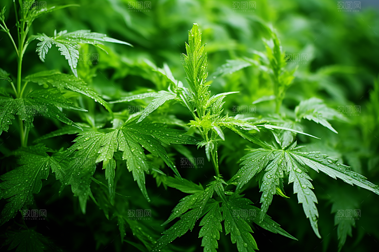 艾草中式糕点糯米团摄影图