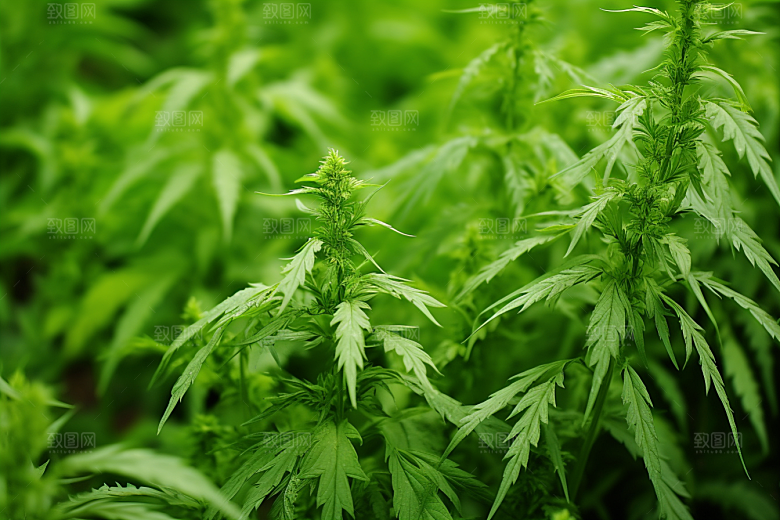 艾草传统文化艾叶摄影图