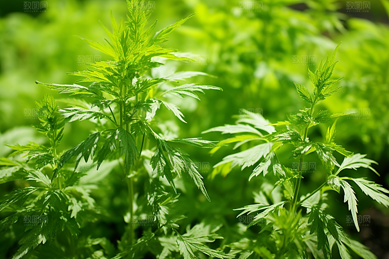 艾草高清糯米团摄影图