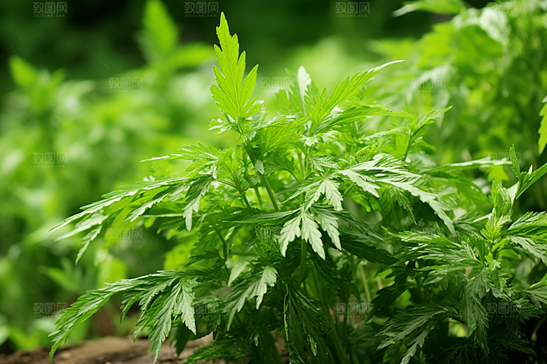 艾草高清中式糕点摄影图