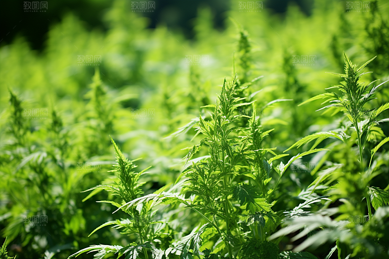 艾草高清美食摄影图