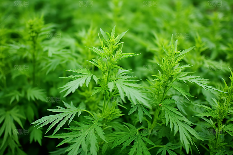 艾草艾叶高清摄影图