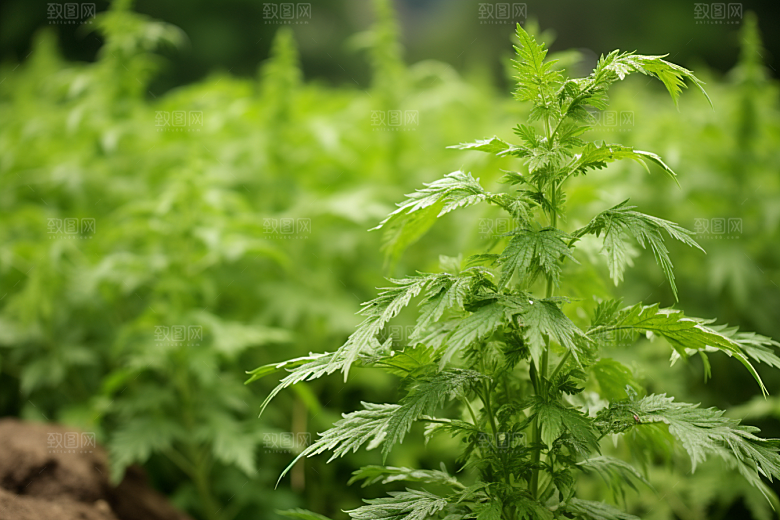 艾草中式糕点美食摄影图