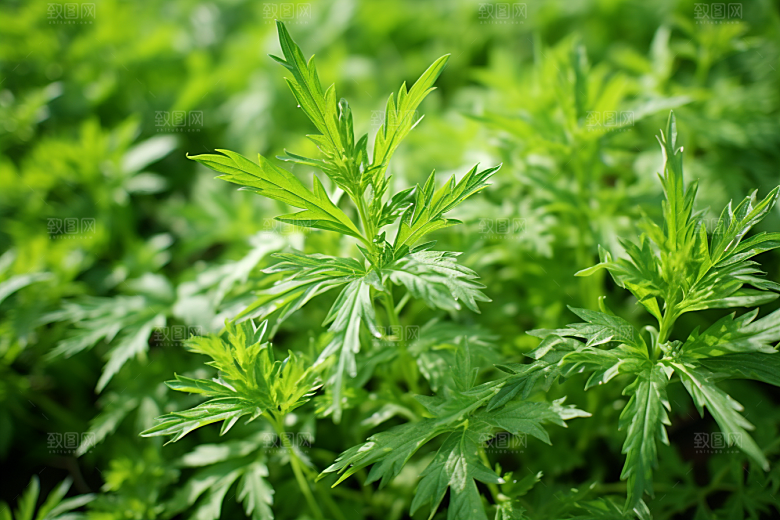 艾草糯叽叽蒿草摄影图
