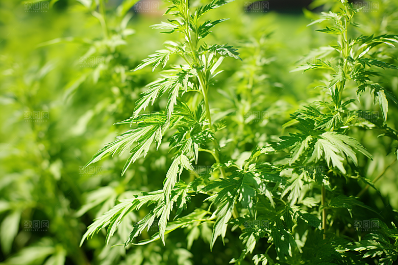 艾草清明中式糕点摄影图