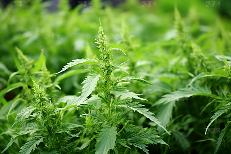 艾草青团蒿草摄影图