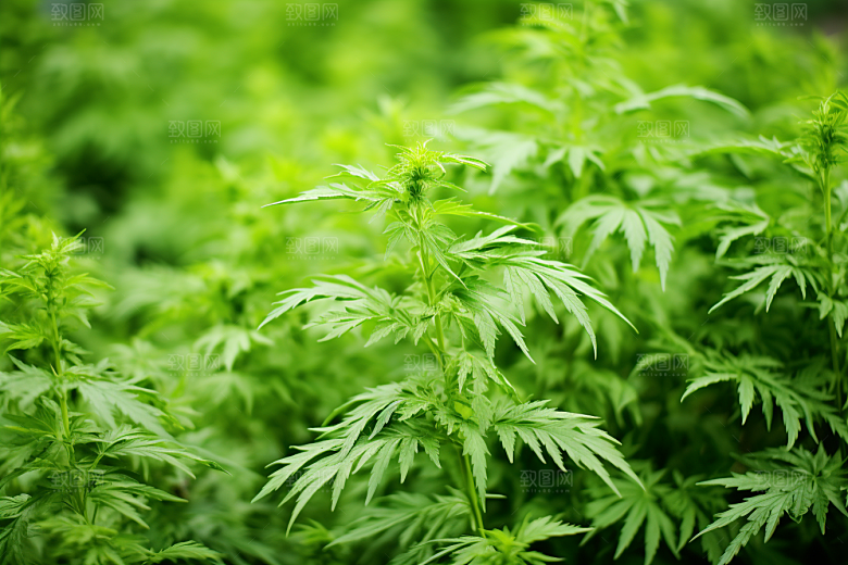艾草高清中式糕点摄影图