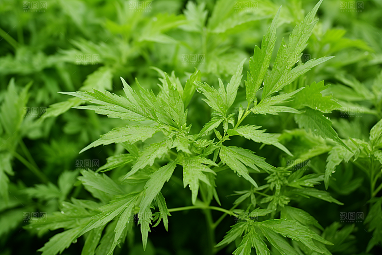 艾草糯叽叽青团摄影图