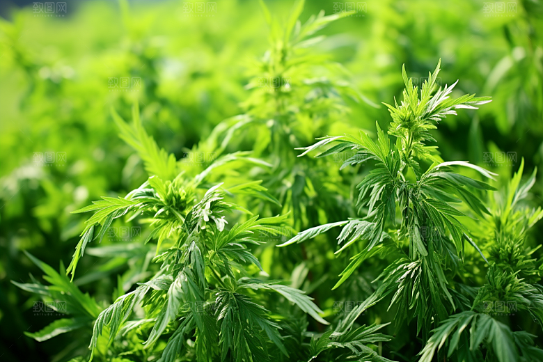 艾草中式糕点美食摄影图