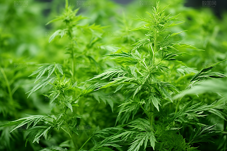艾草青团美食摄影图