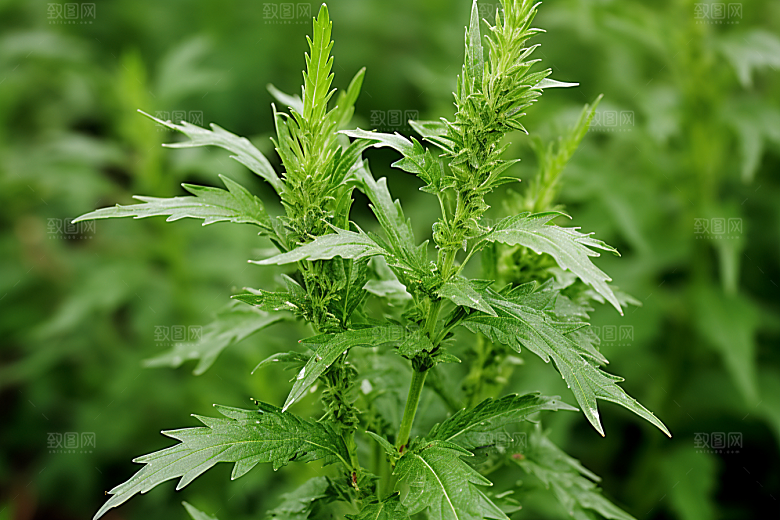 艾草青团美食摄影图