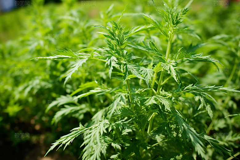 艾草传统文化蒿草摄影图