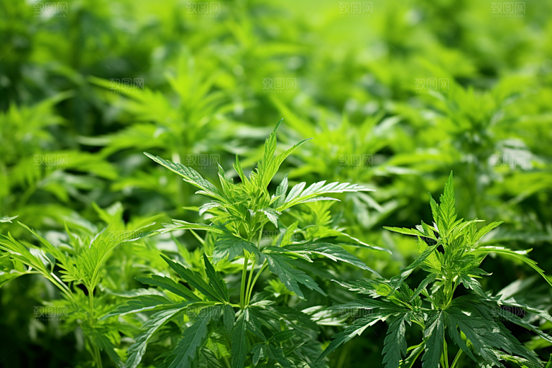 艾草青团美食摄影图